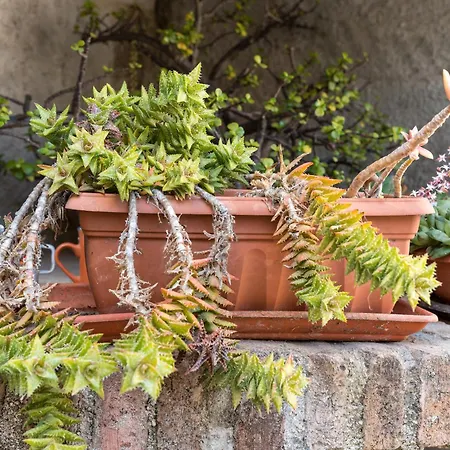 アパート Domo Santu Jorji